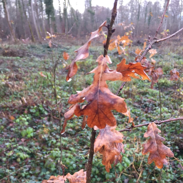 Forêt